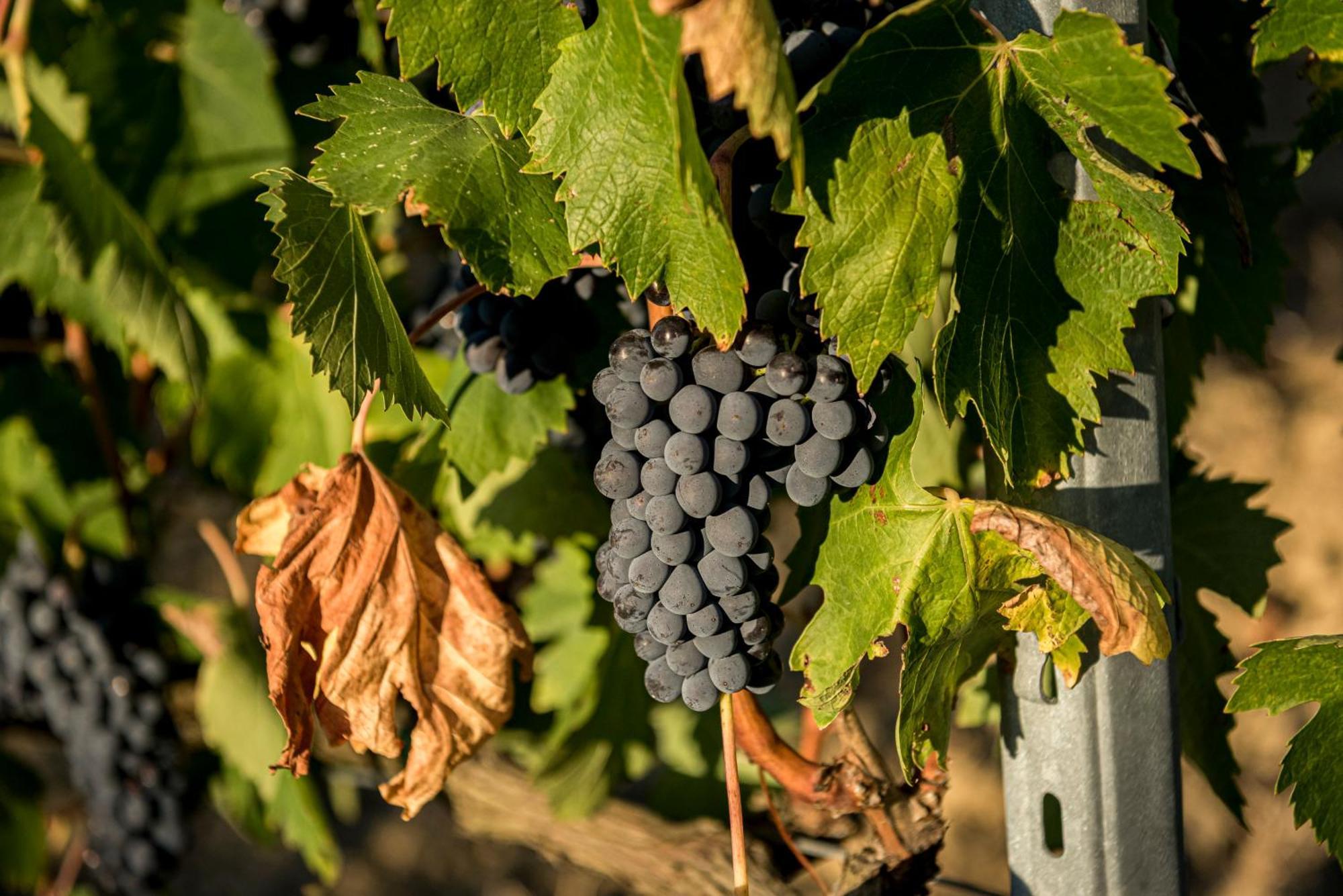 Agriturismo Le Tre Pietre - Podere Nel Chianti Quercegrossa Exteriör bild