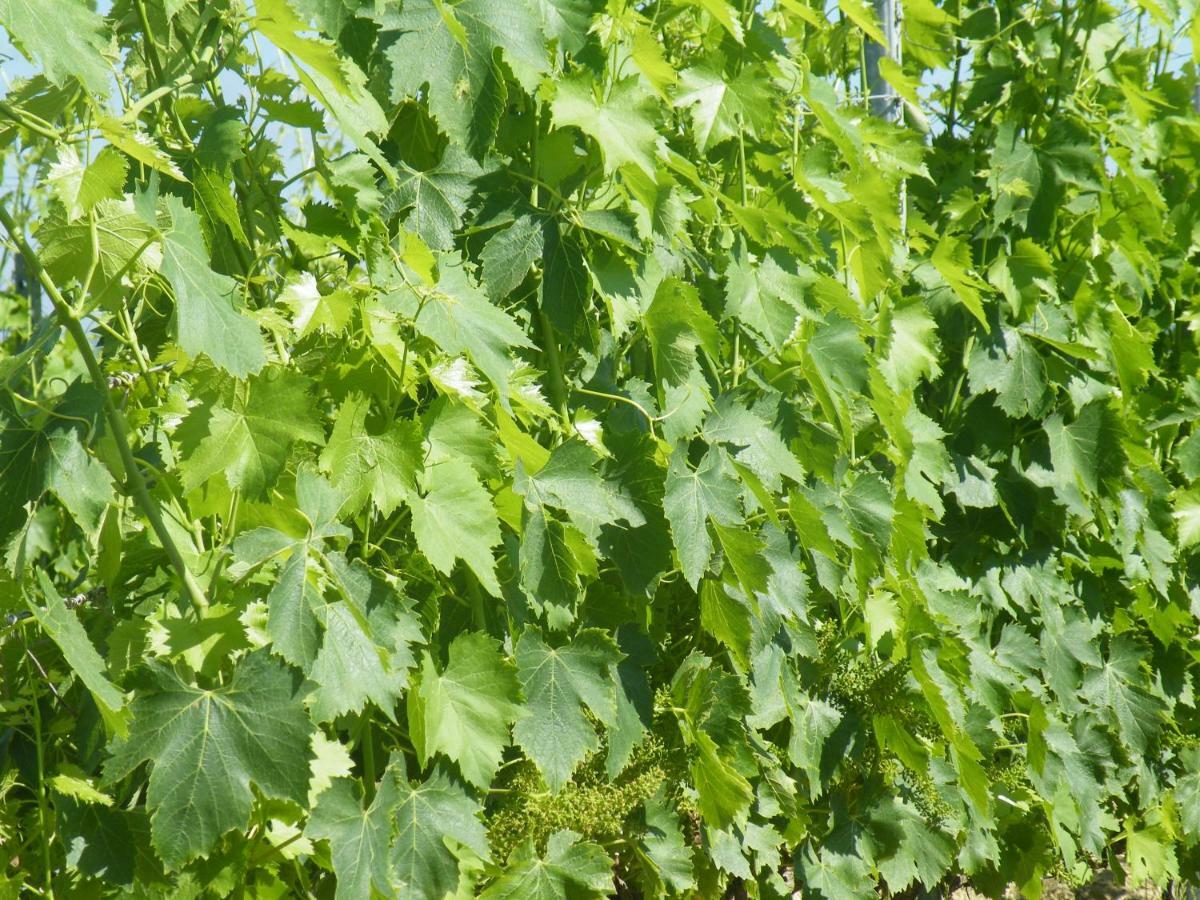 Agriturismo Le Tre Pietre - Podere Nel Chianti Quercegrossa Exteriör bild